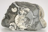 Jurassic Ammonite (Kosmoceras) Cluster - England #207751-1